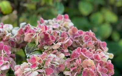 Des cheveux et des hortensias !