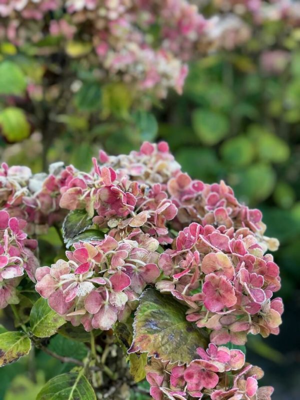 tête2linotte hortensia du jardin inspiration